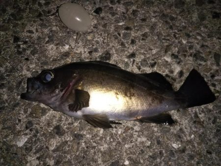 夜討ち朝駆け釣行