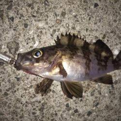 月夜にもめげず