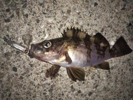 月夜にもめげず