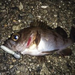 ひたすらランガン