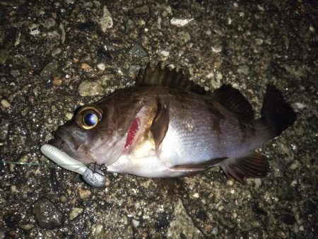 ひたすらランガン