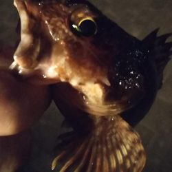 メバル1  ガシラ3