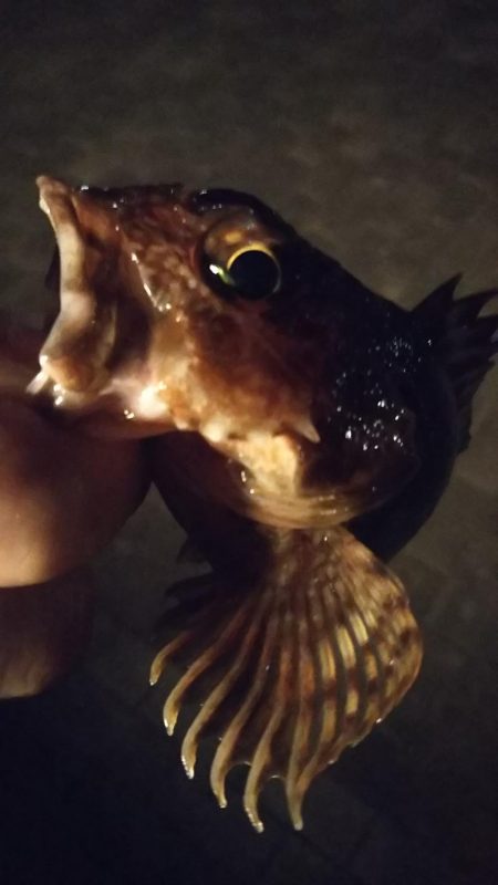 メバル1  ガシラ3