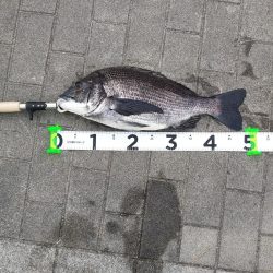 シーバス1  チヌ1  ボラ1