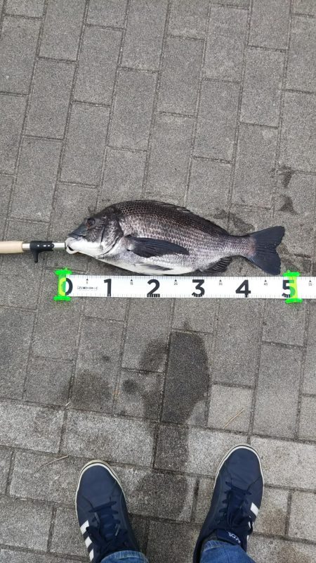 シーバス1  チヌ1  ボラ1