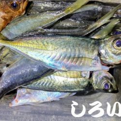 満月にアジのウキ釣り