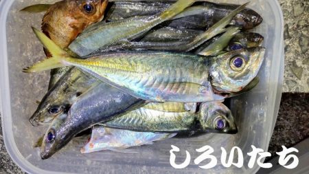 満月にアジのウキ釣り