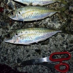 アジのウキ釣りとキス調査。