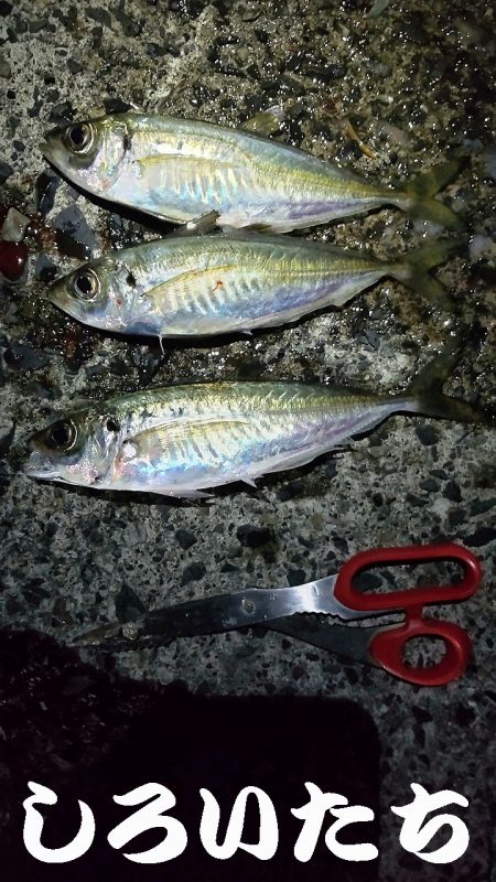 アジのウキ釣りとキス調査。