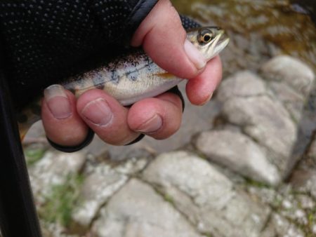 渓流釣り