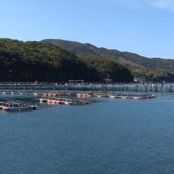 小島養魚場でトラウトサーモン狙い☆