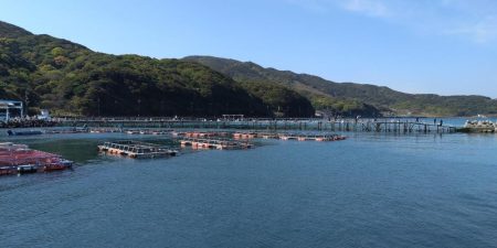 小島養魚場でトラウトサーモン狙い☆