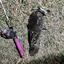 今回もナマズ です。