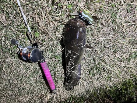 今回もナマズ です。