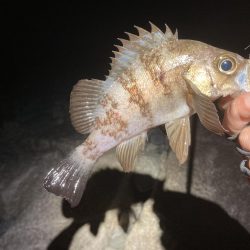 メバル上向いて来てます!