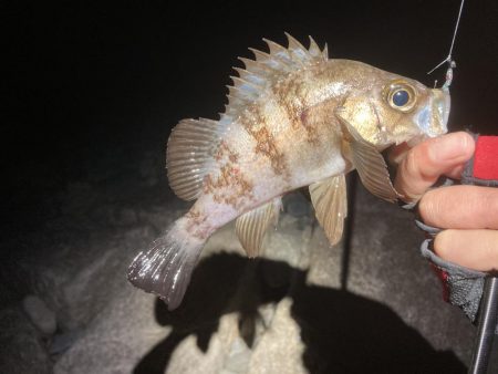 メバル上向いて来てます!