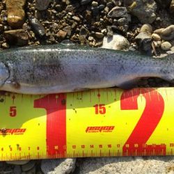 小柿渓谷で50cmオーバーの大型のニジマスを追う!