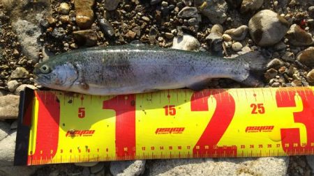 小柿渓谷で50cmオーバーの大型のニジマスを追う!