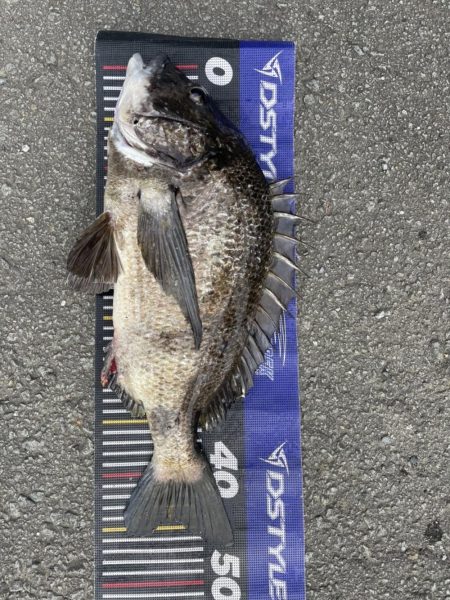 イチノ兄弟、釣果!