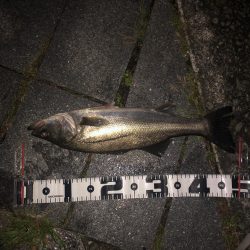 雨上がりの夜バチに