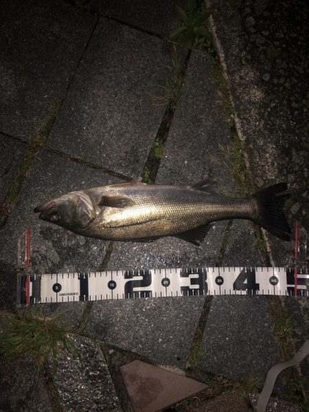 雨上がりの夜バチに