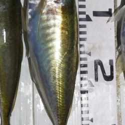 台風明けアジ確認