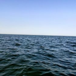 今シーズン初シーバス