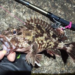 2022/04/03 南港ヘチ釣り釣行 ~ 歳無し釣果!!