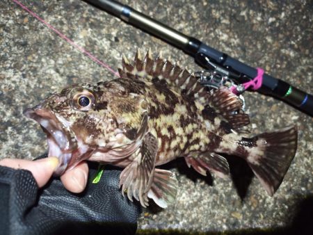 2022/04/03 南港ヘチ釣り釣行 ~ 歳無し釣果!!