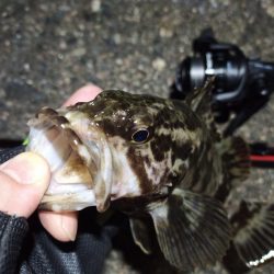 2022/04/06 南港ライトゲーム釣行