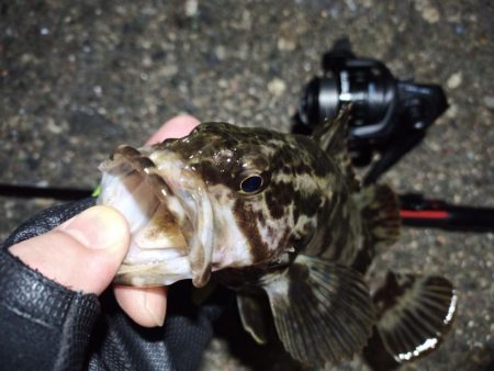 2022/04/06 南港ライトゲーム釣行