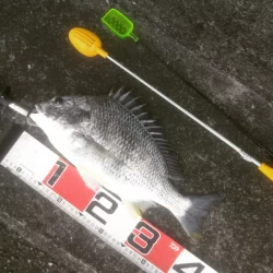 年無し乗っ込み