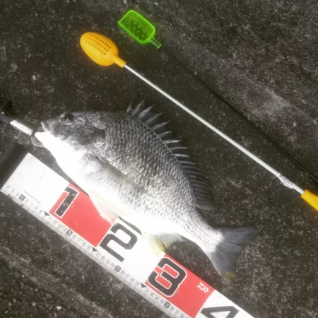 年無し乗っ込み