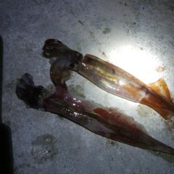 ヤリイカ1杯！スルメイカ1杯！