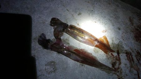 ヤリイカ1杯！スルメイカ1杯！