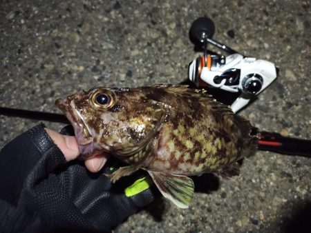 2022/04/10 南港ライトゲーム釣行