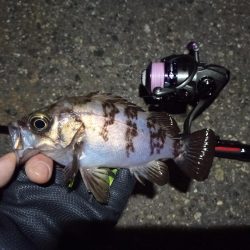 2022/04/11 南港ライトゲーム釣行