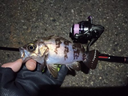 2022/04/11 南港ライトゲーム釣行…