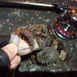 2022/04/17 南港ヘチ釣り釣行