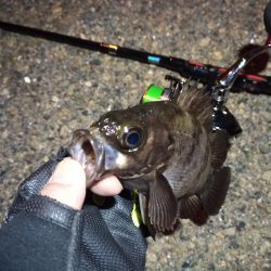 2022/04/18 南港ライトゲーム釣行