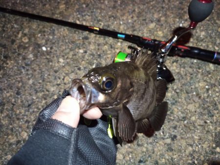 2022/04/18 南港ライトゲーム釣行