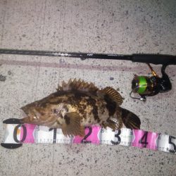 根魚コンプリート！