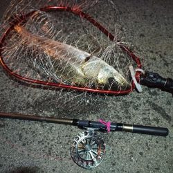 2022/04/20 南港ヘチ釣り釣行