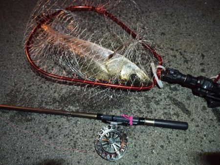 2022/04/20 南港ヘチ釣り釣行