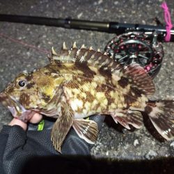 2022/04/22 南港ヘチ釣り釣行