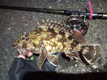 2022/04/22 南港ヘチ釣り釣行