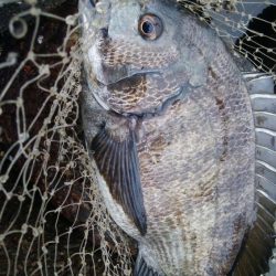 【ふぉーる虫】最強