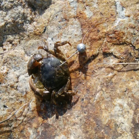 チニング!!カニさん