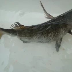 のっこみチヌさま登場されました(◕ᴗ◕✿)