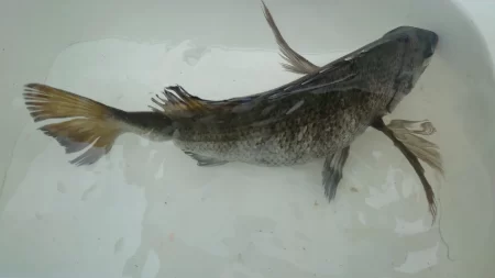 のっこみチヌさま登場されました(◕ᴗ◕✿)